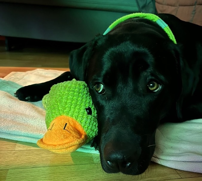 The family dog with a toy duck